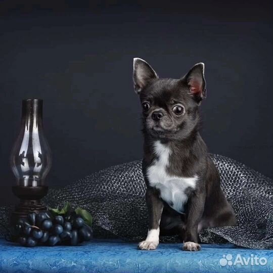 Чихуахуа кобели