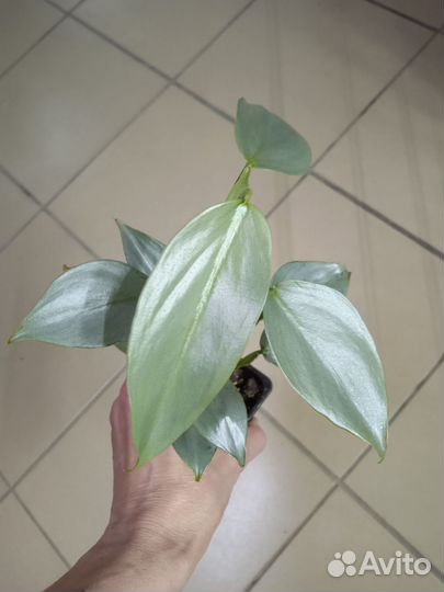 Филодендроны