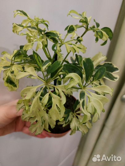 Шефлера Жанин