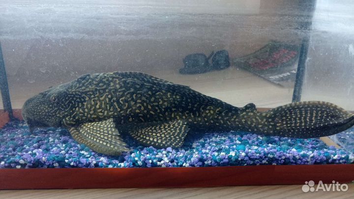 Астронотус и Анциструс звездчатый