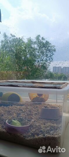 Клетка (контейнер) и аксессуары для грызунов