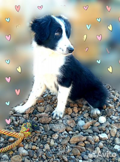 Бордер колли щенок