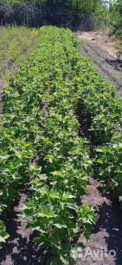 Черная смородина