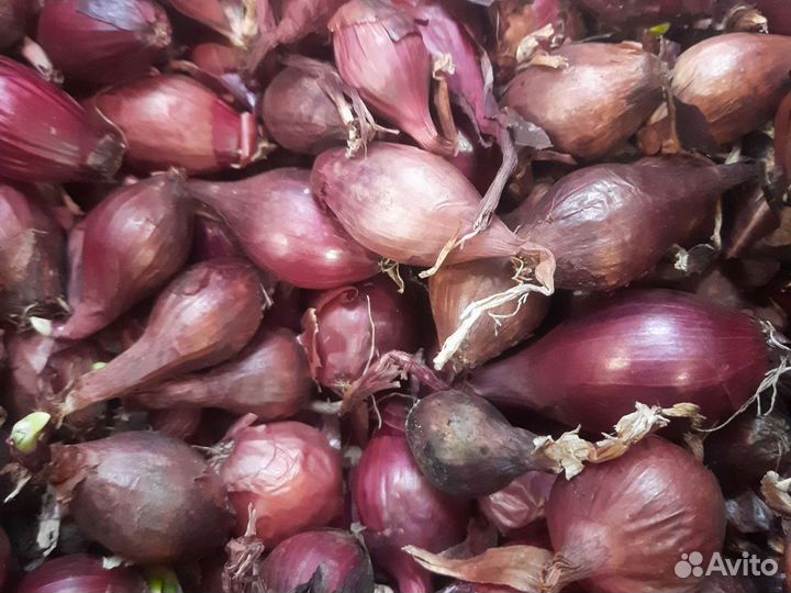 Лук севок, картофель семенной