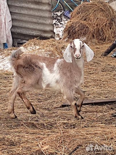 Англо нубийские козлята