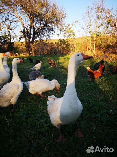 Гусак Холмогорский на племя