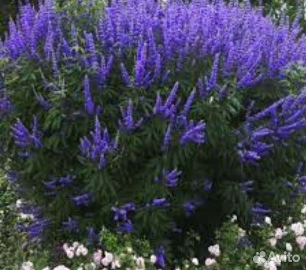 Витекс, буддлея, кариоптерис