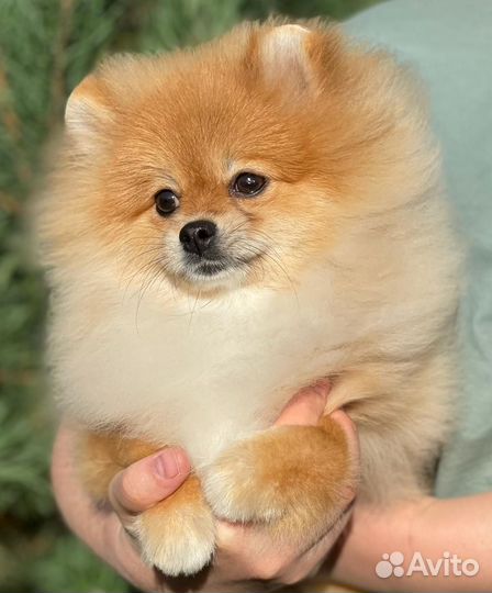 Померанский шпиц девочка
