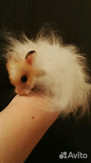 Сирийские д/ш хомячки (есть клетки, доставка)
