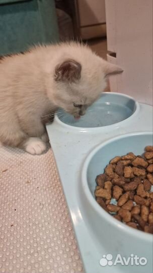 Уникальный бело-дымчатый котенок