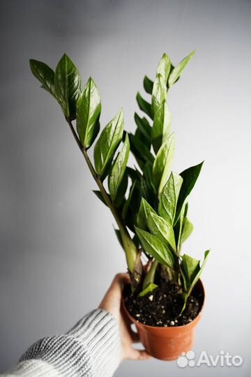 Замиокулькас Замифолия - стильное растение