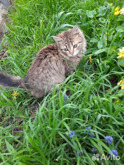 Молоденькая миниатюрная кошечка