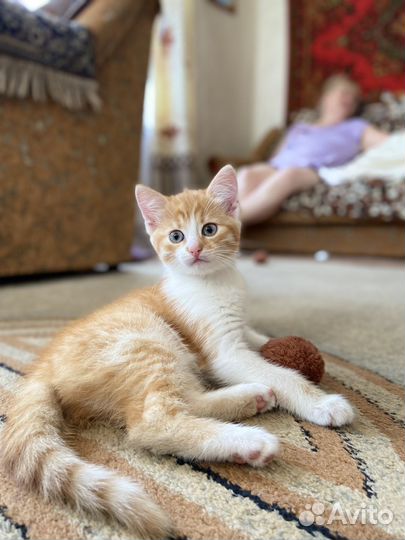 Рыжее солнышко для вашего дома в дар