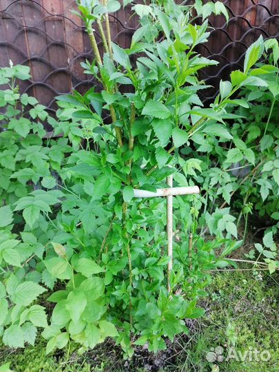 Форзиция большой куст. Бронь