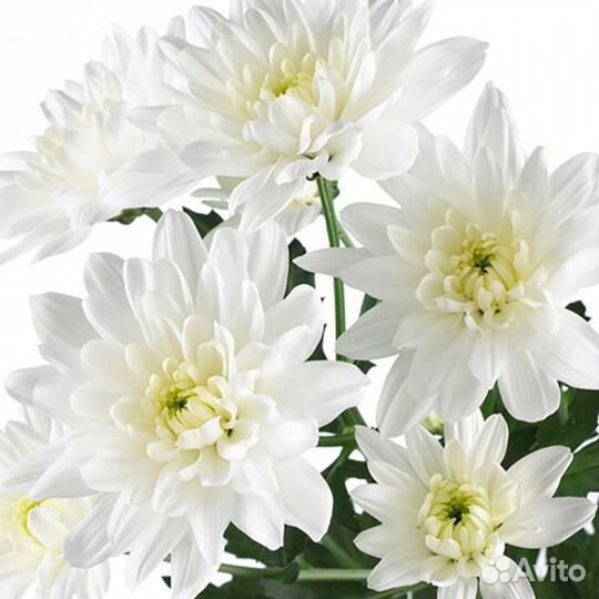 Хризантема кустовая в ассортименте