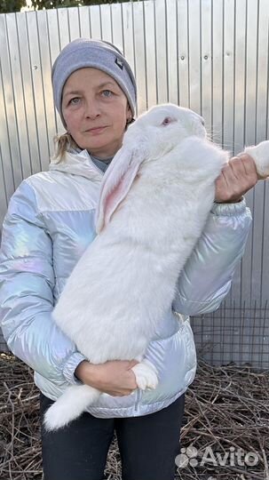 Кролики породы великан и ризен