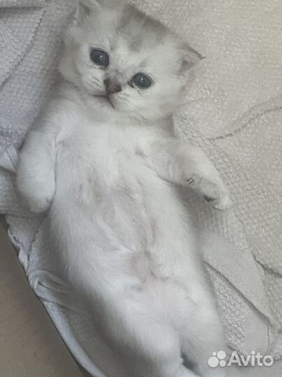 Шотландская вислоухая шиншилла