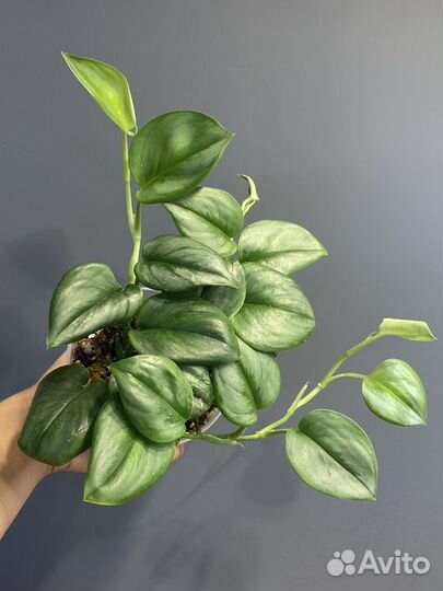 Сциндапсус мунлайт