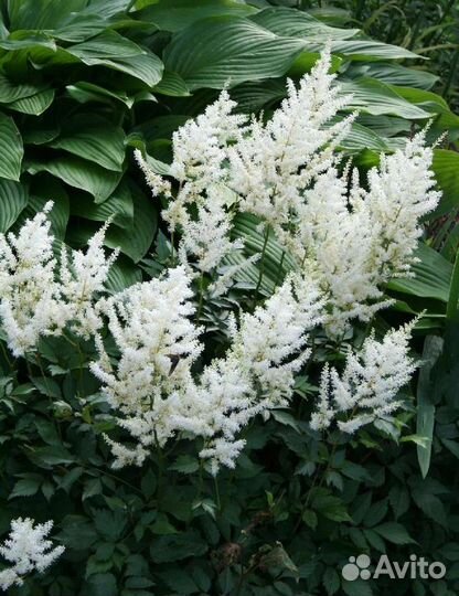 Астильба белая