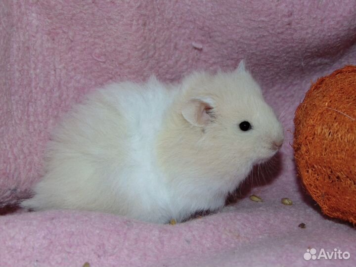 Сирийский хомяк из питомника Сириус