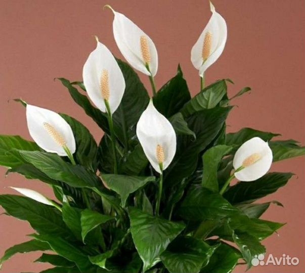 Спатифиллум женское счастье парус любви