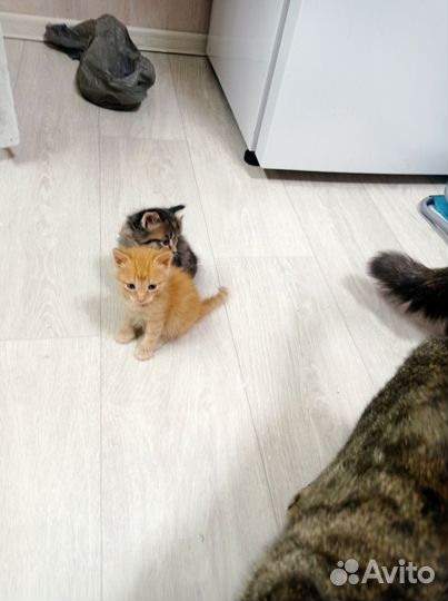 Котята в добрые руки бесплатно