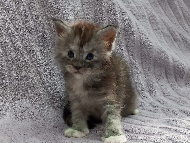 Девчата шикарные