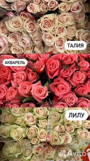 Розы оптом отборные Калуга