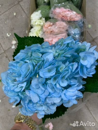 Гортензия из Колумбии