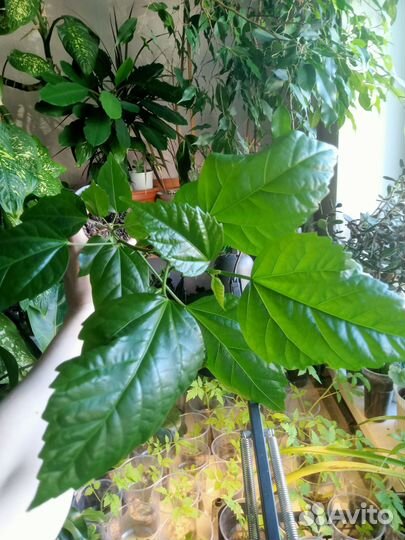 Гибискус, китайская роза