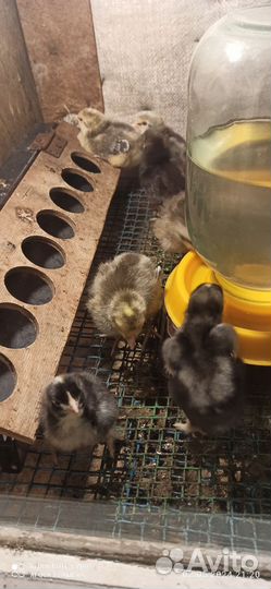 Породные цыплята Борковская Барвистая