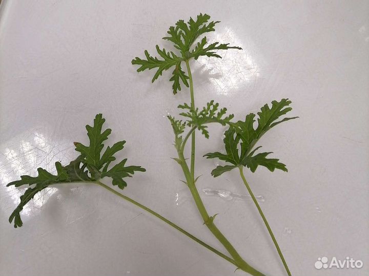 Пеларгония душистая. Черенок