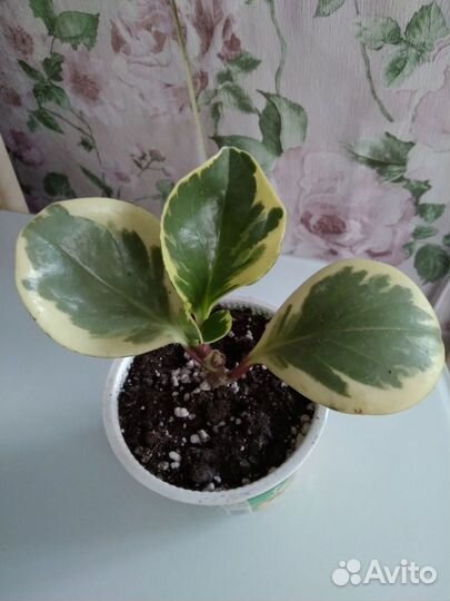 Цветы домашние