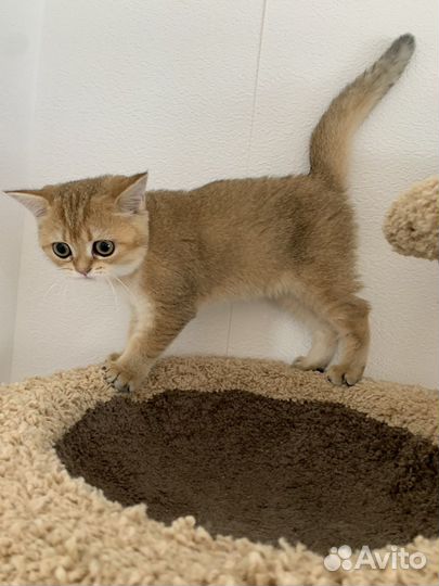 Британская шиншилла золотая ny11