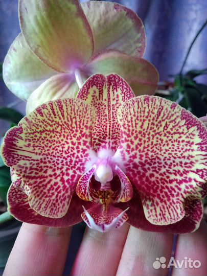 Орхидея фаленопсис
