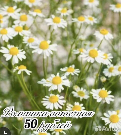 Кохия, пиретрум, вероника