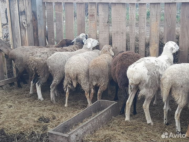 Овцы бараны