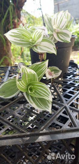 Редкие и интересные комнатные растения