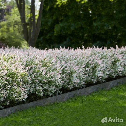 Ива хакуро нишики