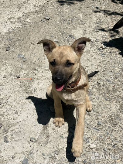 Щенки в добрые руки