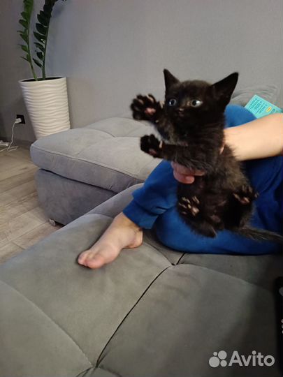 Отдам котенка в добрые руки