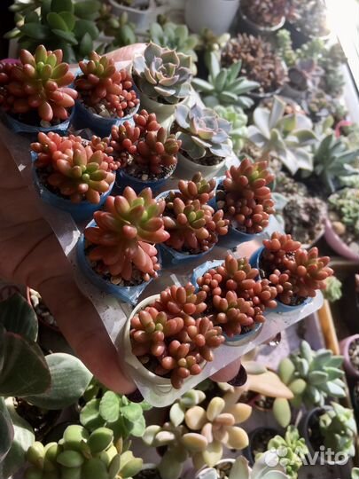 Суккуленты