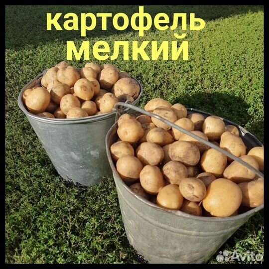 Продам картофель