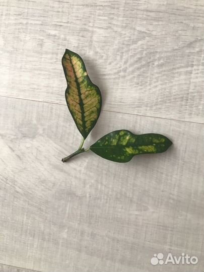 Кротон Вилма