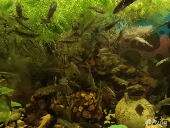 Аквариумные рыбки