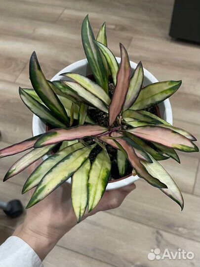 Хойя кентиана вариегатная