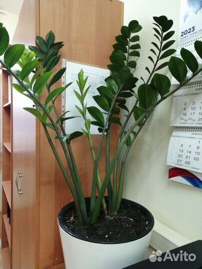 Зимиокулькас лист