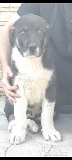 Среднеазиатская овчарка алабай щенки