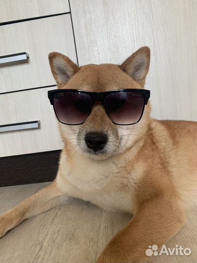 Сиба Ину вязка