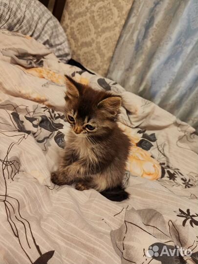 Котята норвежская лесная